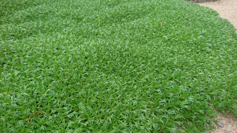 Azorella trifurcata Harkjas azorell